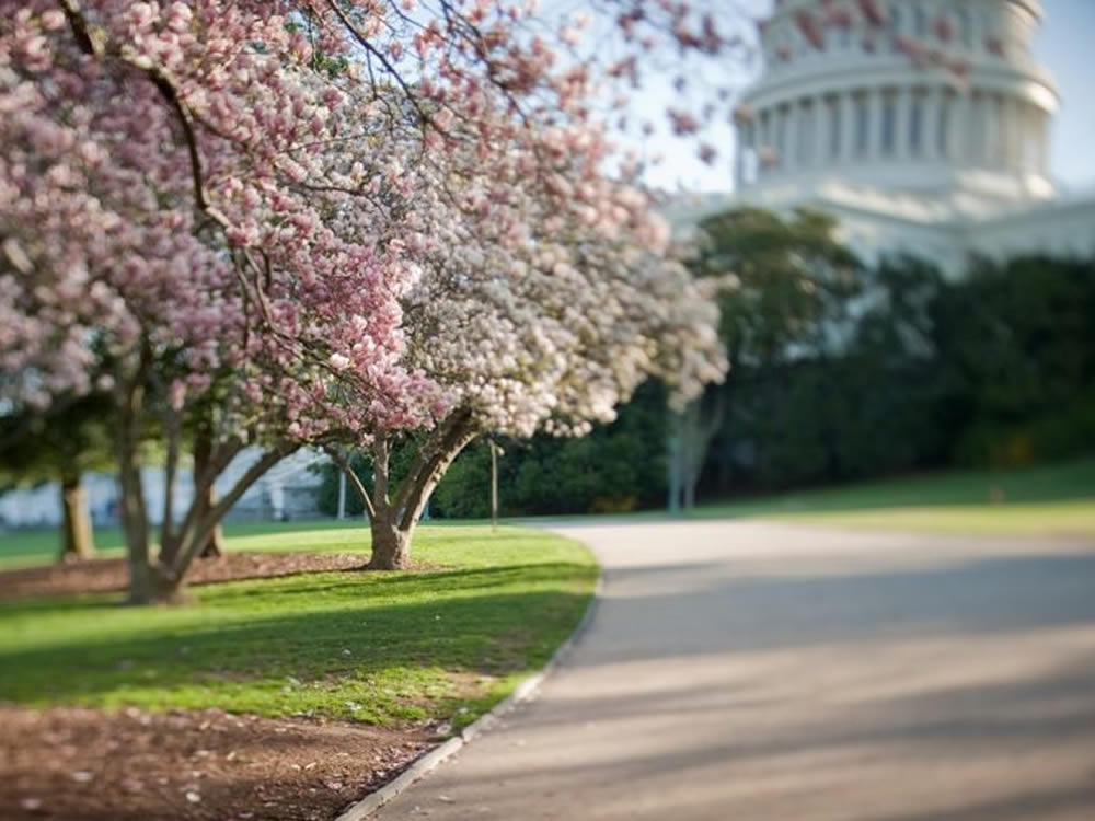 Cherry blossom trees outside the Capitol, Washington DC, during Trump presidency