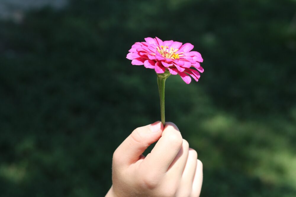 Small hand holding pink flower to the sun symbolizes enriching your life